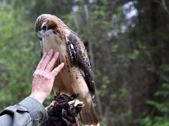 02 Mario Benassi Welcomes Us To The Kroschel Wildlife Center Holding A Red Tail Hawk Near Haines Alaska